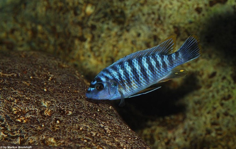 Labeotropheus fuelleborni 'Thumbi West Island'